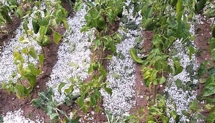 Унищожени са зеленчуковите градини и овощните дървета Унищожени са зеленчуковите градини и овощните дървета