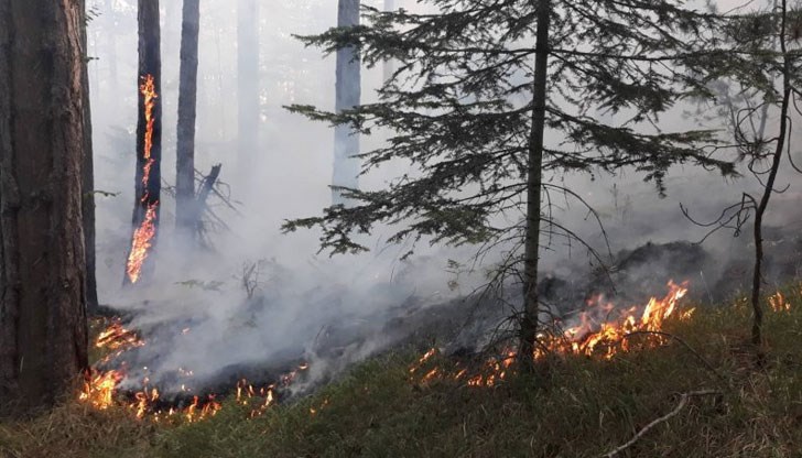 Вече четвърти ден горят големи територии борова гора