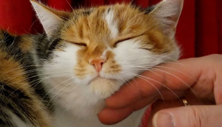 Вече е доказано експериментално, че мъркането на котките има терапевтичен ефект Вече е доказано експериментално, че мъркането на котките има терапевтичен ефект
