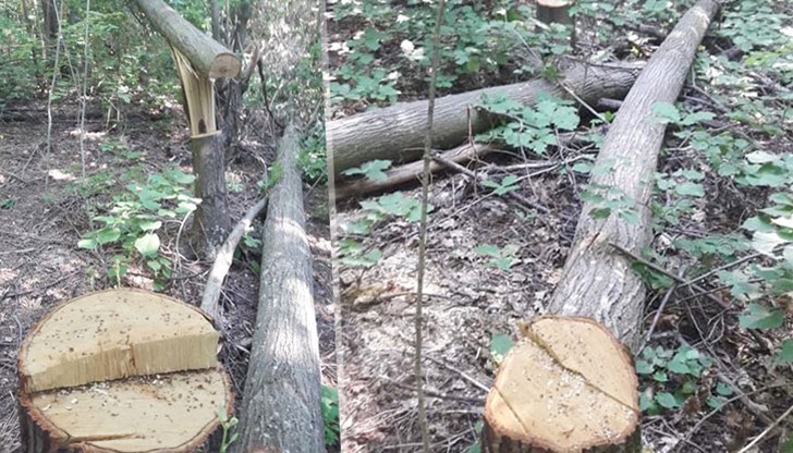 Догодина от къде тези неандерталци ще събират цвят от горска липа? Догодина от къде тези неандерталци ще събират цвят от горска липа?