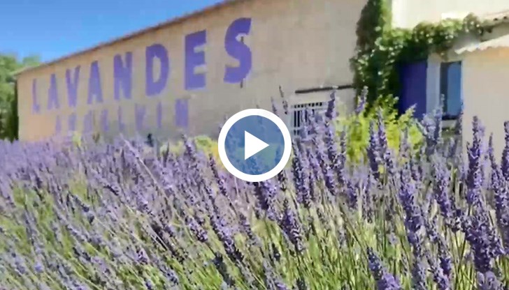 Прилики и разлики между двете растения