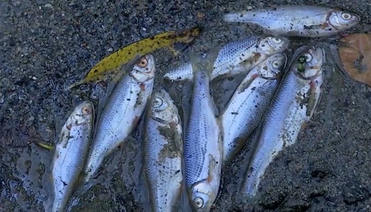 Водата на румънската река Жиу влачи трупове на риби Водата на румънската река Жиу влачи трупове на риби