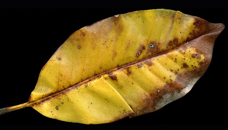 Къде ще вали?