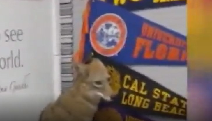 Експерти обясниха, че койоти и други диви животни се скитат в градските райони все по-често заради сушата