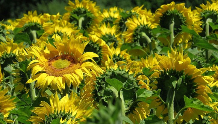 Това е така, понеже те попиват токсини от почвата и дори езера