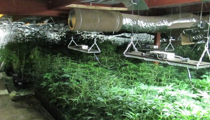 Според криминалисти плантацията в Търговище е най-добре оборудваната с най-голям брой растения от рода на конопа, на която са попадали служителите на реда