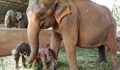В Шри Ланка се родиха слончета близнаци