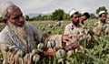 Талибаните и мексиканските наркокартели: Какво ги свързва?