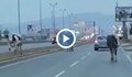 Крави между колите шокират шофьорите на Околовръстното в София