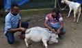 Миниатюрна крава беше призната от Гинес за най-ниската в света