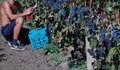 Разбиха група, вкарвала нелегално гроздоберачи от България за Франция