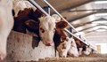 В Нидерландия планират да принудят фермерите да продадат добитъка си