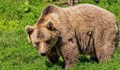 Спасиха от отстрел мечка с две малки