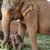 В Шри Ланка се родиха слончета близнаци
