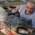 Рибар извади 76-килограмов сом от река Дунав
