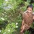 Истинският Тарзан живя 40 години в джунглата, но умря, когато се върна при хората