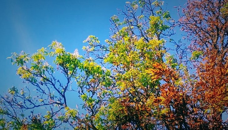 Красивите бели цветчета са до купчини все още неузрели плодове Красивите бели цветчета са до купчини все още неузрели плодове