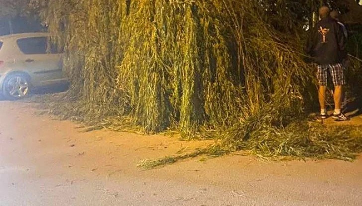 Часове наред трябваше да се режат клони, за да може де се освободи колата, обясниха свидетели
