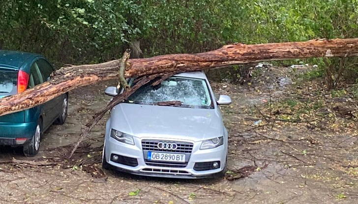 Подадени са около 20 сигнала за паднали дървета