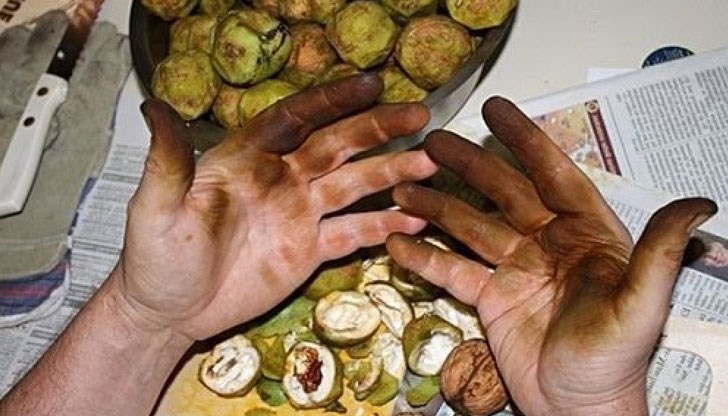 В сезона на пресните орехи тези трикове са особено полезни В сезона на пресните орехи тези трикове са особено полезни