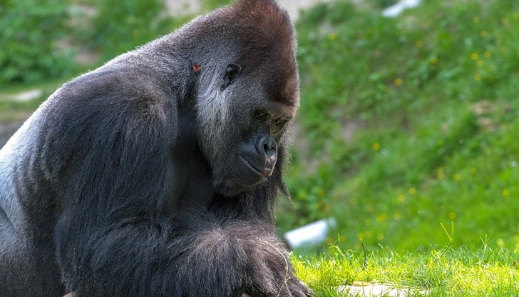 На животните са направени тестове, след като грижещите се за тях служители забелязали, че имат леки признаци на кашлица и хрема На животните са направени тестове, след като грижещите се за тях служители забелязали, че имат леки признаци на кашлица и хрема