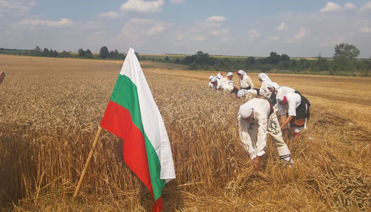 Русе е сред първенците по най-високи средни добиви от пшеничната реколта