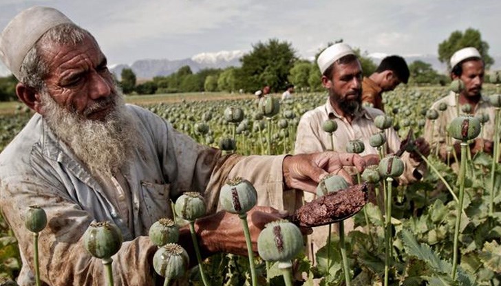 Завземането на властта от талибаните ще повлияе на световната търговия с дрога