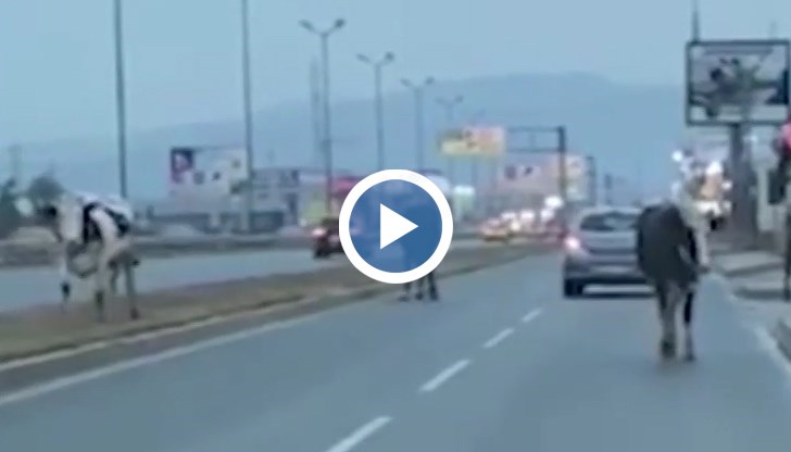 Клип с животните, публикуван в социалните мрежи, провокира множество коментари и остри реакции