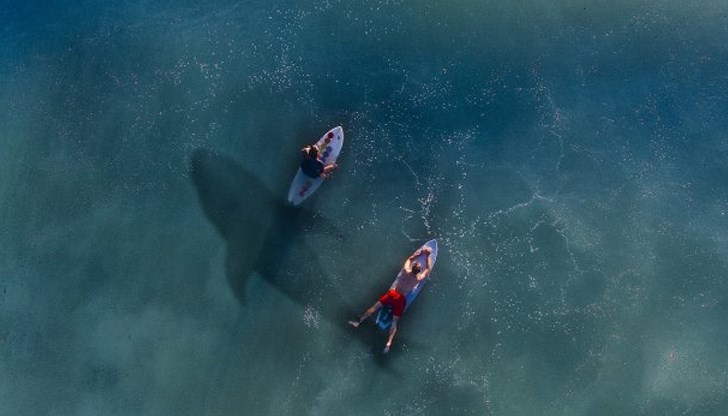 Това е второто смъртоносно нападение на акула, регистрирано в австралийските води тази година