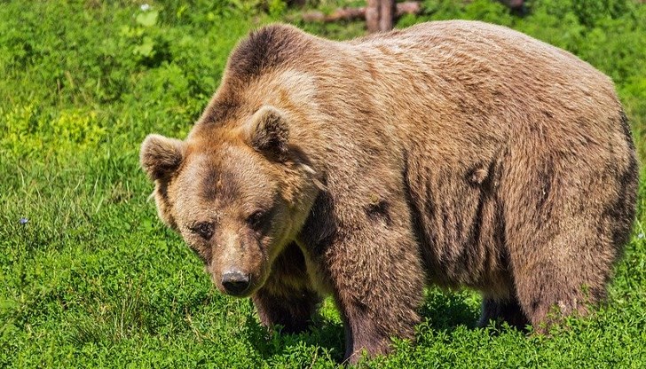 От четири години мечката Симона обикаля района на село Могилица, Смолянско, и навлиза в дворовете на местните жители
