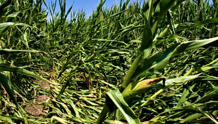 "Преди 20-ина дена оттук мина едно торнадо, което повали и царевици, и слънчогледи. Сушата също бе голяма, при нас нямаше валежи", описва ситуацията зърнопроизводителят от района Рилка Игнатова