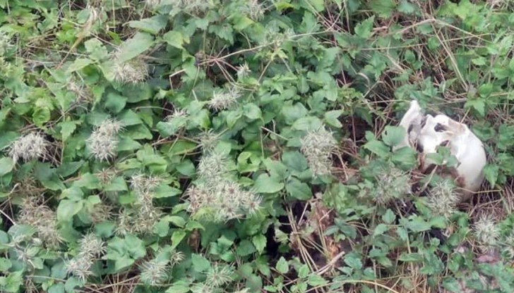 Той позвънил на телефон 112 и не след дълго пристигнали представители на местното РУ „Полиция“ и съдебни медици, които извършили оглед на мястото