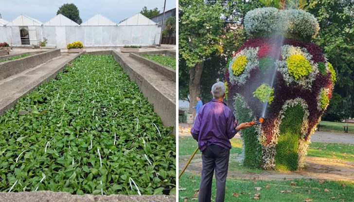 Общинското предприятие работело активно за поддържане на зелената система и чистотата в Русе Общинското предприятие работело активно за поддържане на зелената система и чистотата в Русе