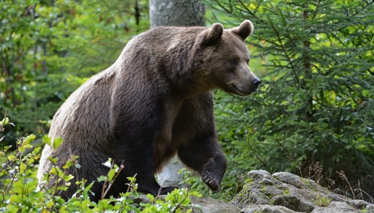 В повечето случаи вдигането на шум е достатъчно средство за избягване на потенциална среща с мечка