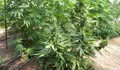 Жител на село Помен отглежда марихуана в двора си