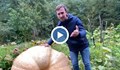 Отгледаха 500-килограмова тиква в Гърмен