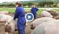 Кризата във Великобритания удари тежко и животновъдите
