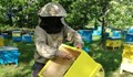 Пчеларите са изправени пред фалит