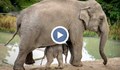 Разярена слоница стъпка крокодил, за да спаси бебето си