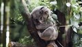 Ваксинират коалите в Австралия