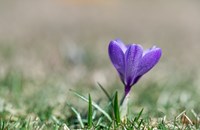 Засаждане на луковици на цветя в Парка на младежта