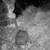 Находка: Учени откриха бобри край Русенски Лом