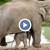 Разярена слоница стъпка крокодил, за да спаси бебето си