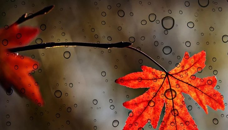 В Източна и Югоизточна България количествата ще са значителни