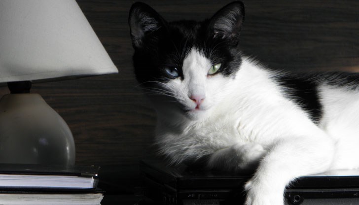 Проблемът с липсата на гробище за домашни любимци остава нерешен в Русе