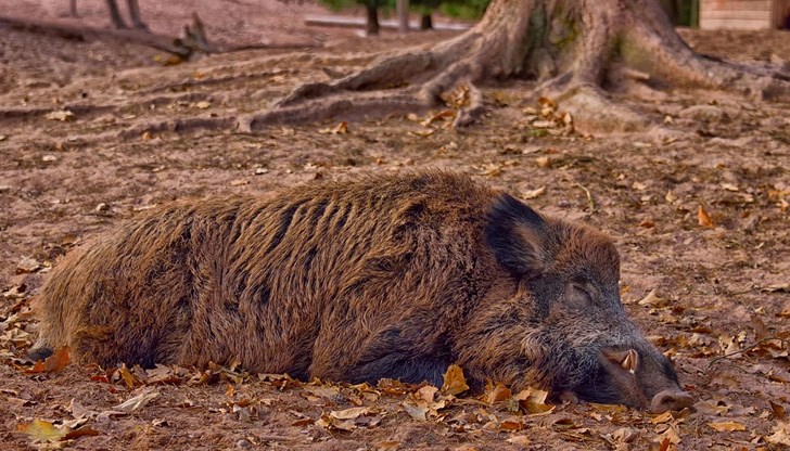 Измерените стойности показват 0,1 бр./100 ха Измерените стойности показват 0,1 бр./100 ха