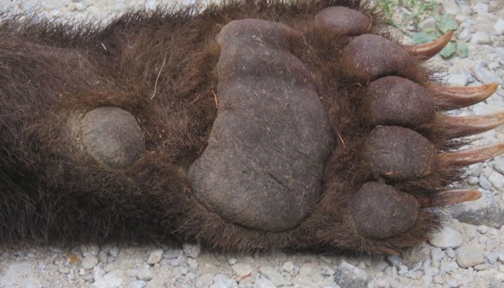 Тя има две малки мечета, които не са открити при огледа в района Тя има две малки мечета, които не са открити при огледа в района