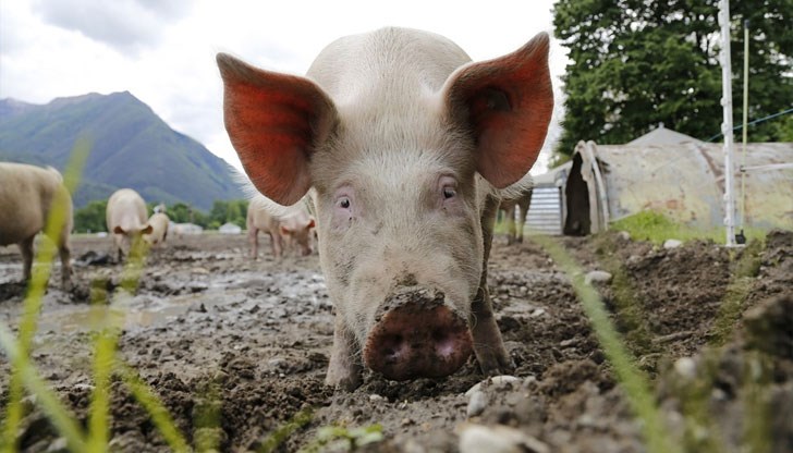 Отливът на работници от кланиците и месопреработвателните предприятия е поставило сектора на свиневъдството в ситуация да се бори за оцеляване