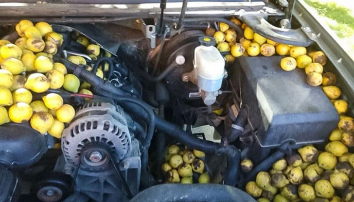 Почистването на пикапа отнело няколко часа на собственика му