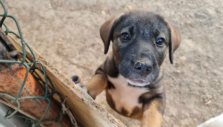 Общинските приюти се обединиха в навечерието на Международния ден за защита на животните